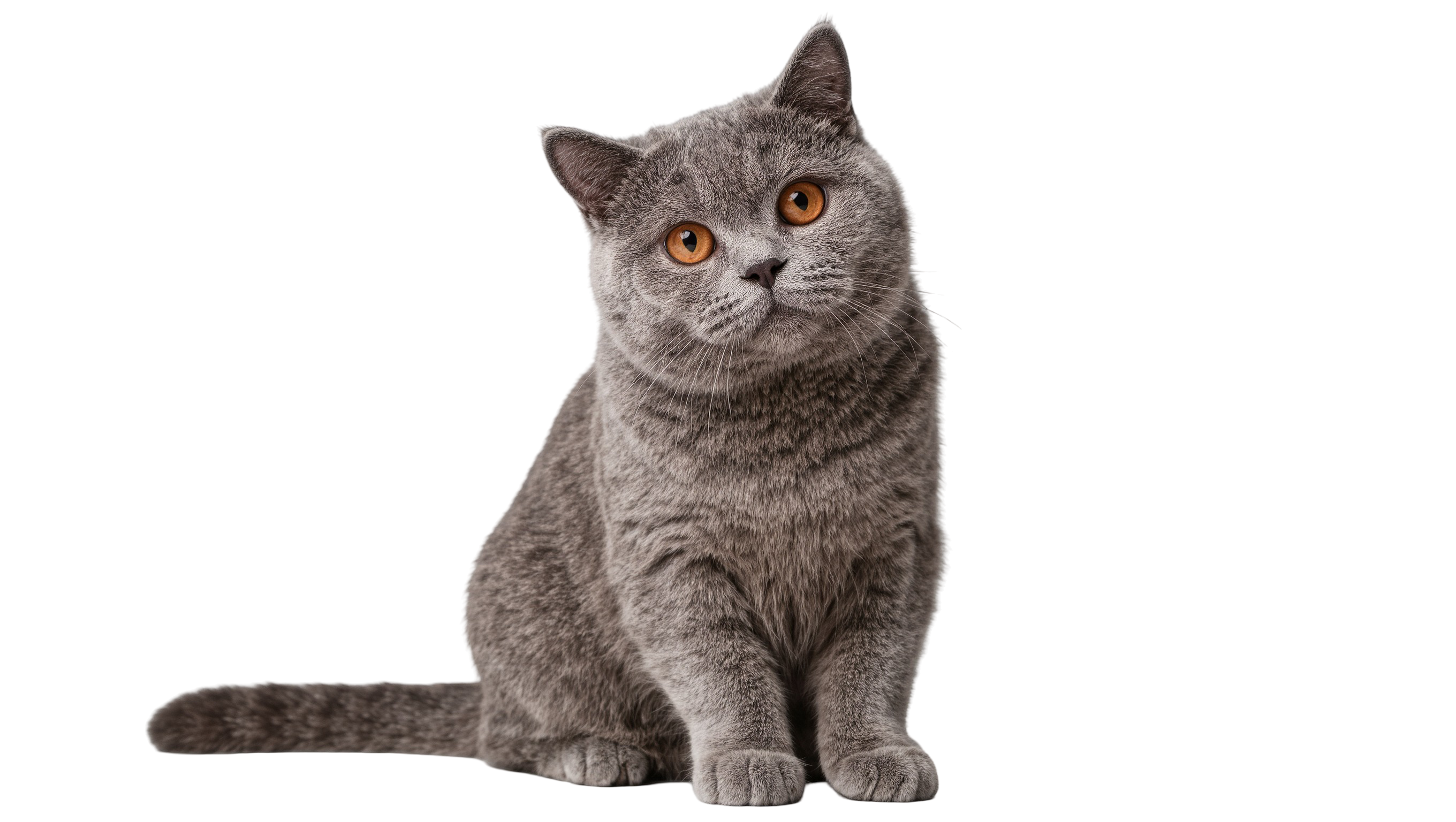 A plush gray cat with round golden eyes