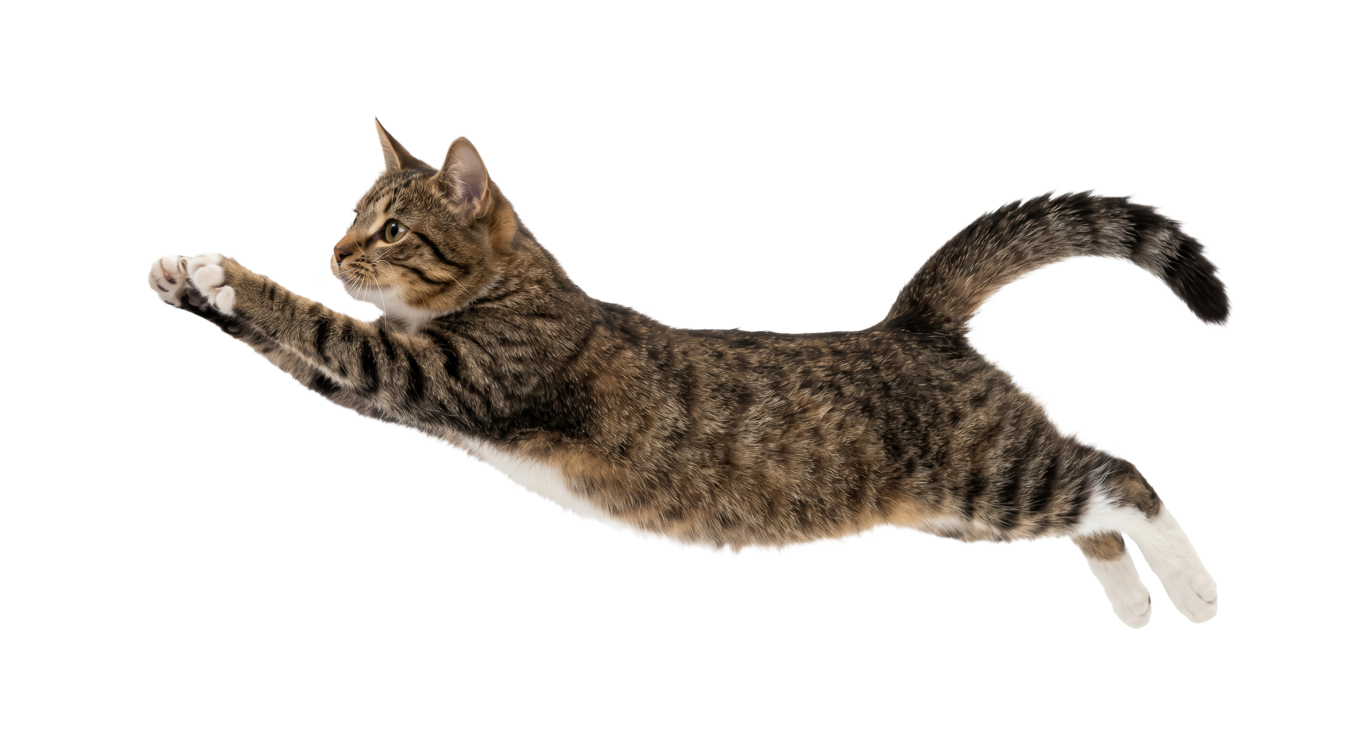 A playful cat leaping through the air