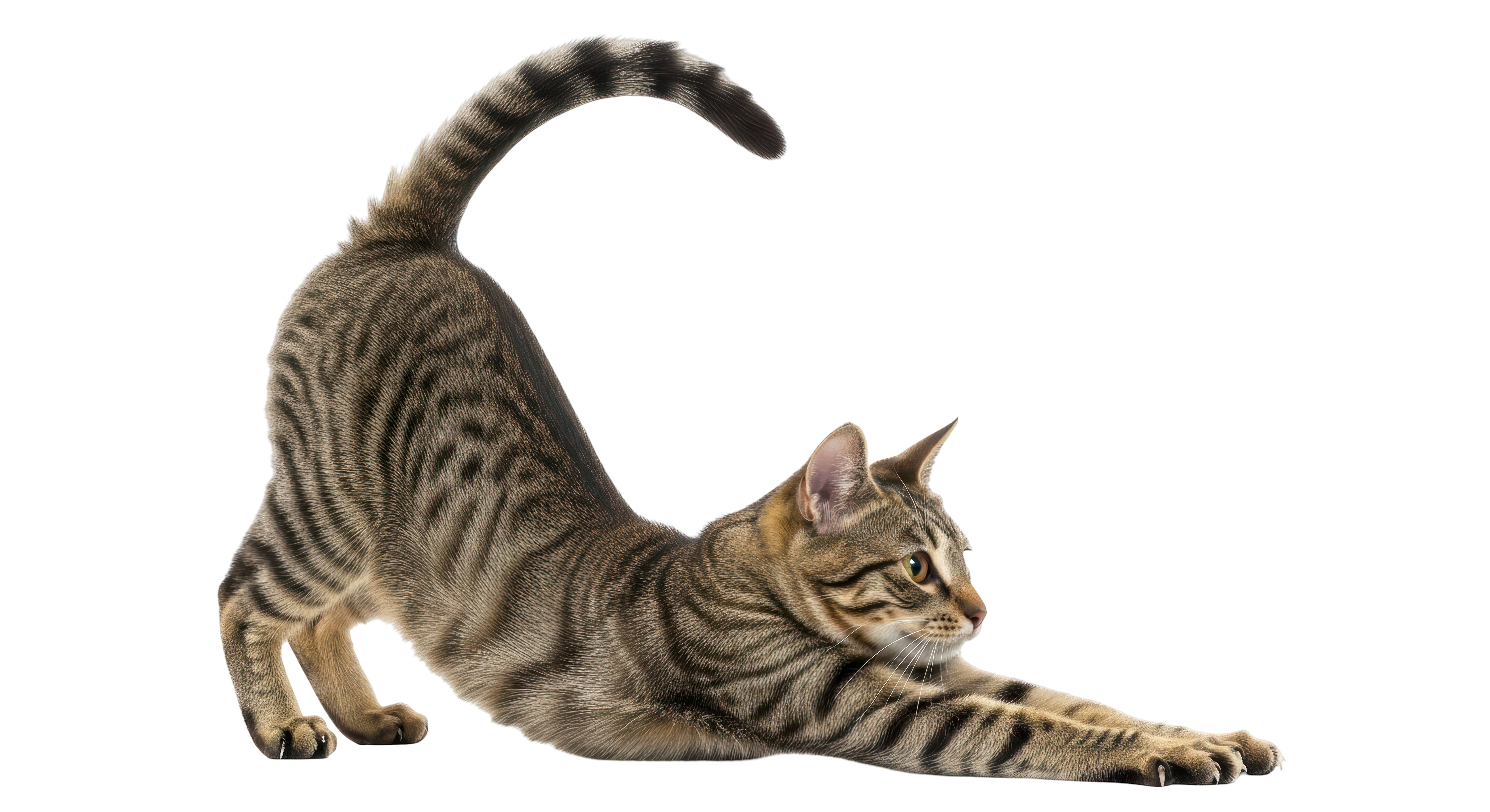 A curious cat crouching and ready to play