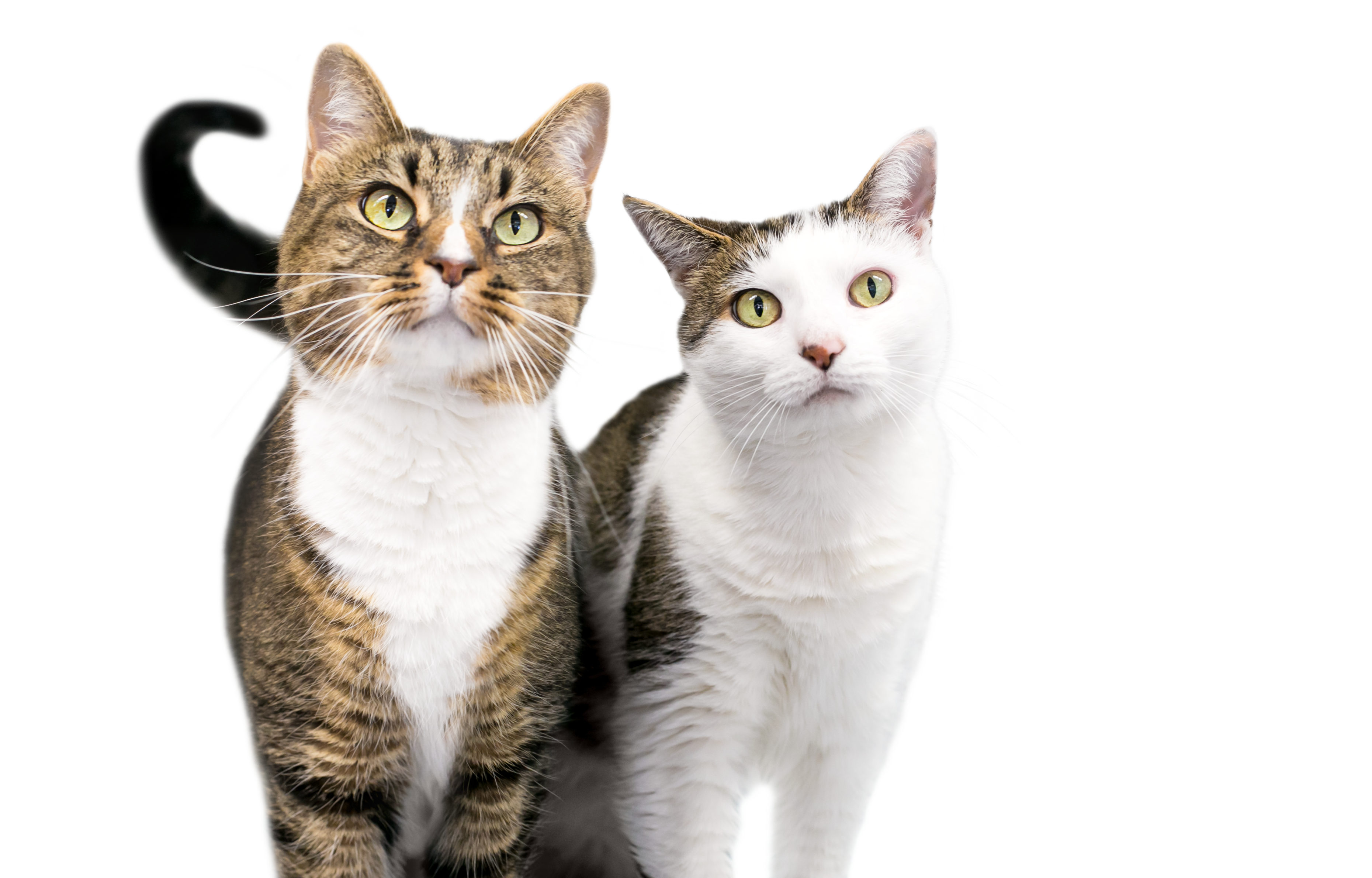 Two cats sitting side by side
